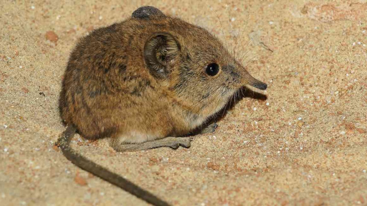 Las musarañas elefante alcanzan una longitud corporal de 10 a 31 centímetros. Foto: Karsten Paulick/Pixabay