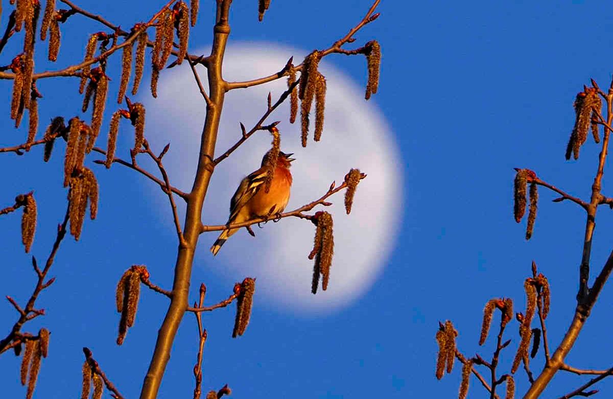 Un pájaro canta sentado en un árbol con la Luna en el fondo a las afueras de San Petersburgo, Rusia. La vida silvestre goza de una presencia notable en muchas ciudades de todo el mundo debido a la falta de tráfico en las calles y en los humanos. Foto: Dmitri Lovetsky/AP
