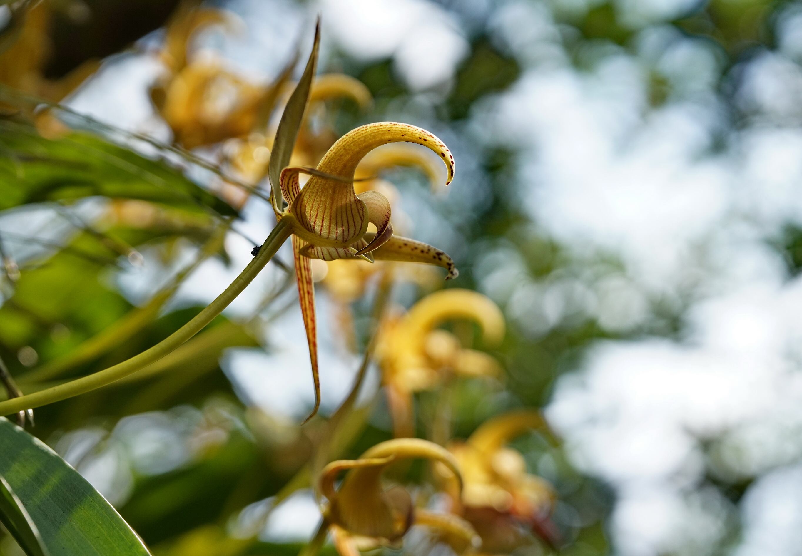 La CVC hizo un  recorrido de observación de orquídeas en el Mirador de las Orquídeas, en la ruta al monumento de Cristo Rey, un lugar único de la ciudad de Cali. Esto como antesala a la Semana de la Biodiversidad. Una experiencia para apreciar la riqueza natural del Valle del Cauca y resaltar la importancia de la conservación de nuestra biodiversidad.