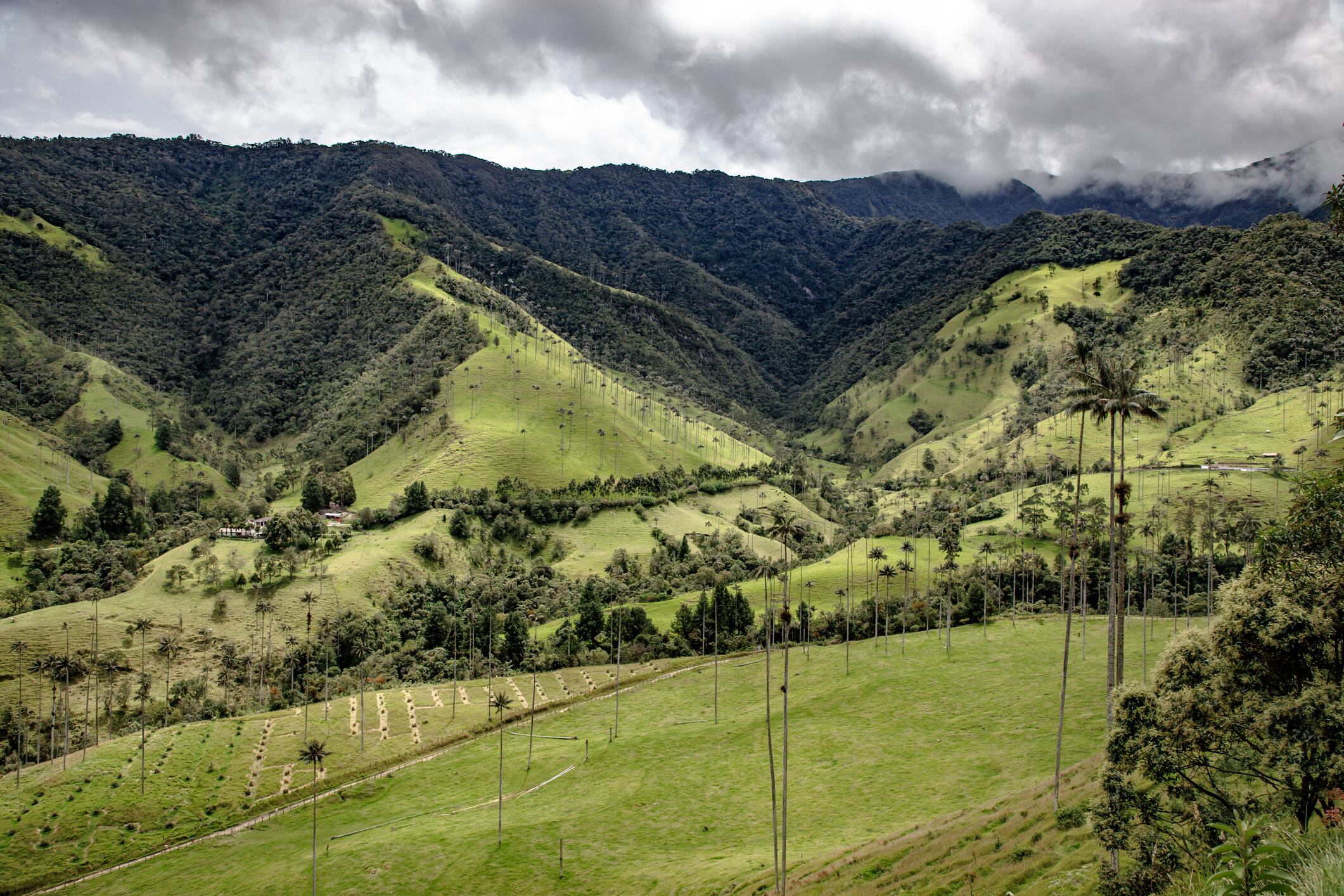 Paisajes del Eje Cafetero