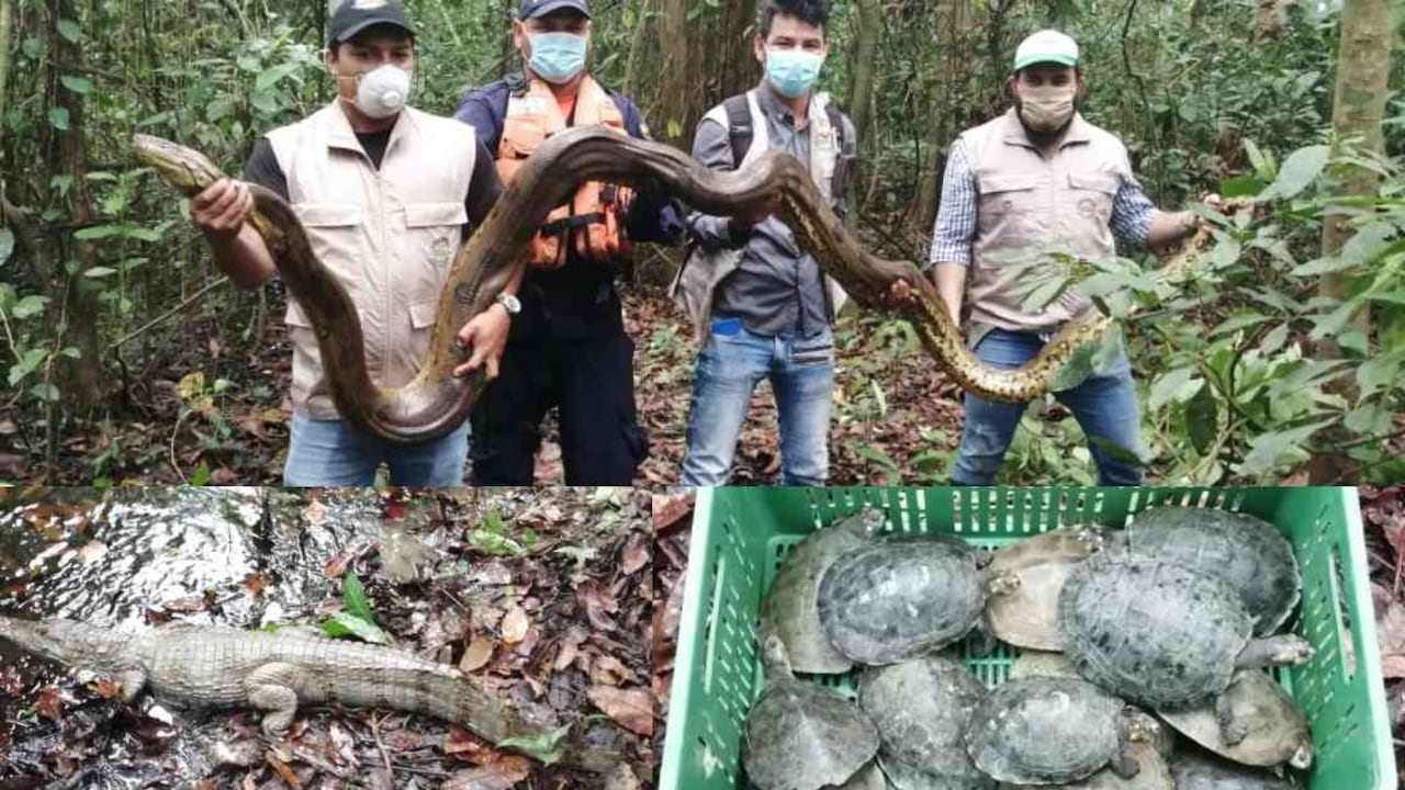 33 animales silvestres fueron liberados cerca al río Amazonas. Fotos: Corpoamazonia.