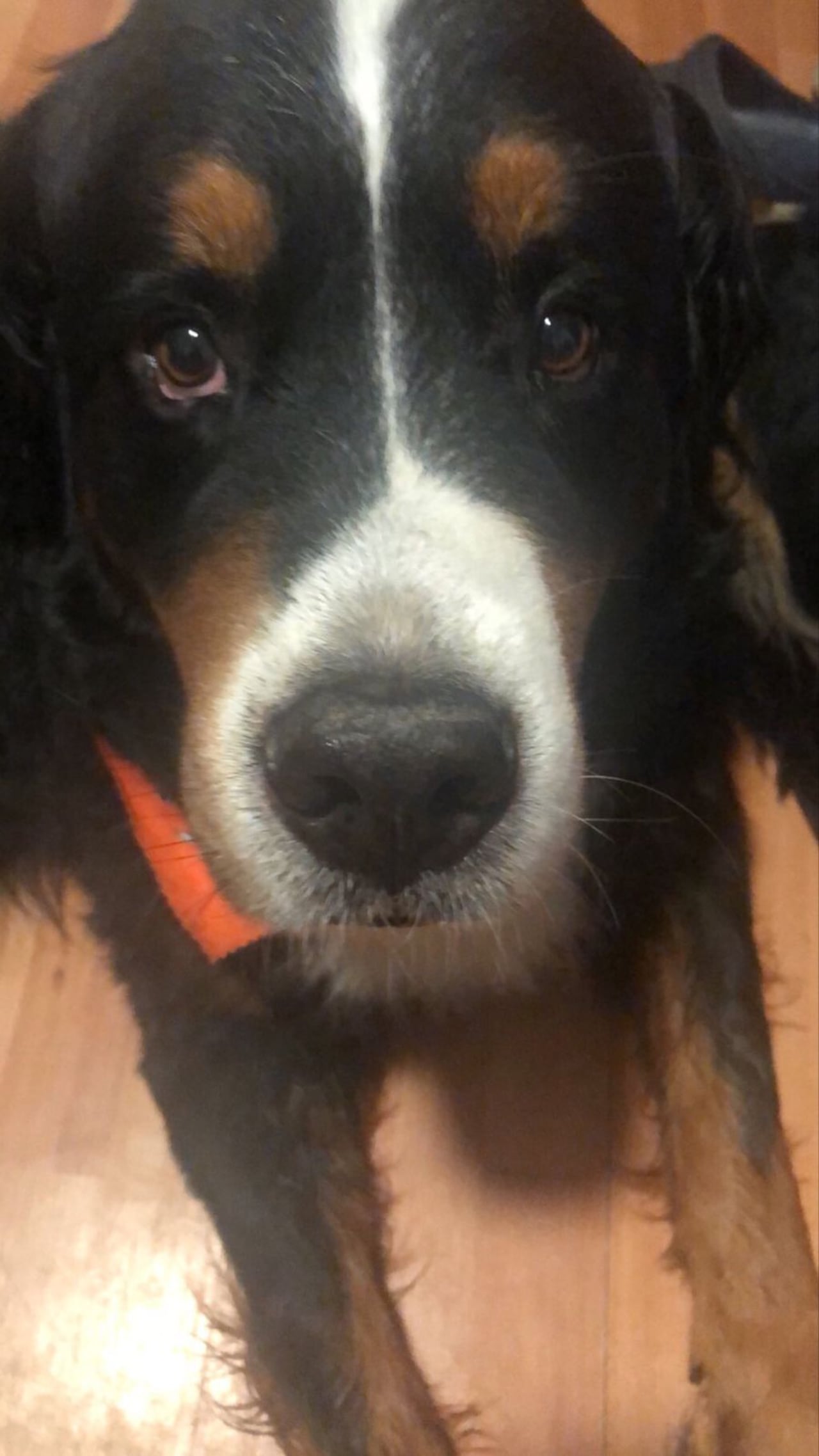 Gepetto tiene 8 años y está castrado