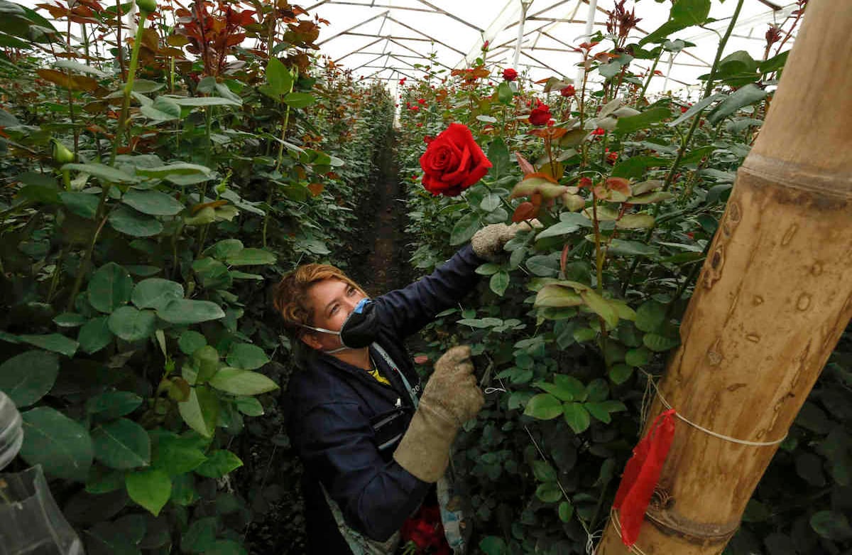 Cultivadores de flores esperan aumento de ventas el Día de las Madres