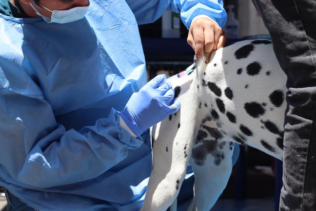 La Secretaría Distrital de Salud ha vacunado contra la rabia 171.057 perros y 140.502 gatos, para un total de 311.559 animales