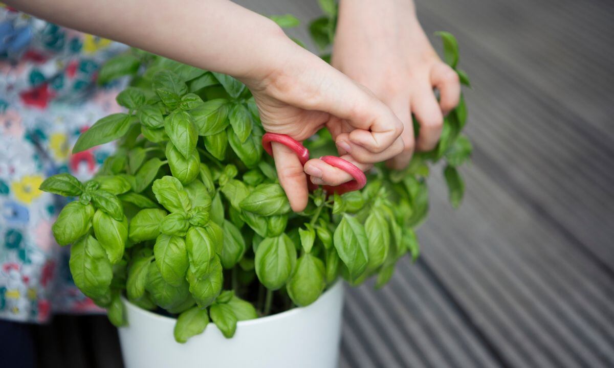Ritual con albahaca para el amor.
