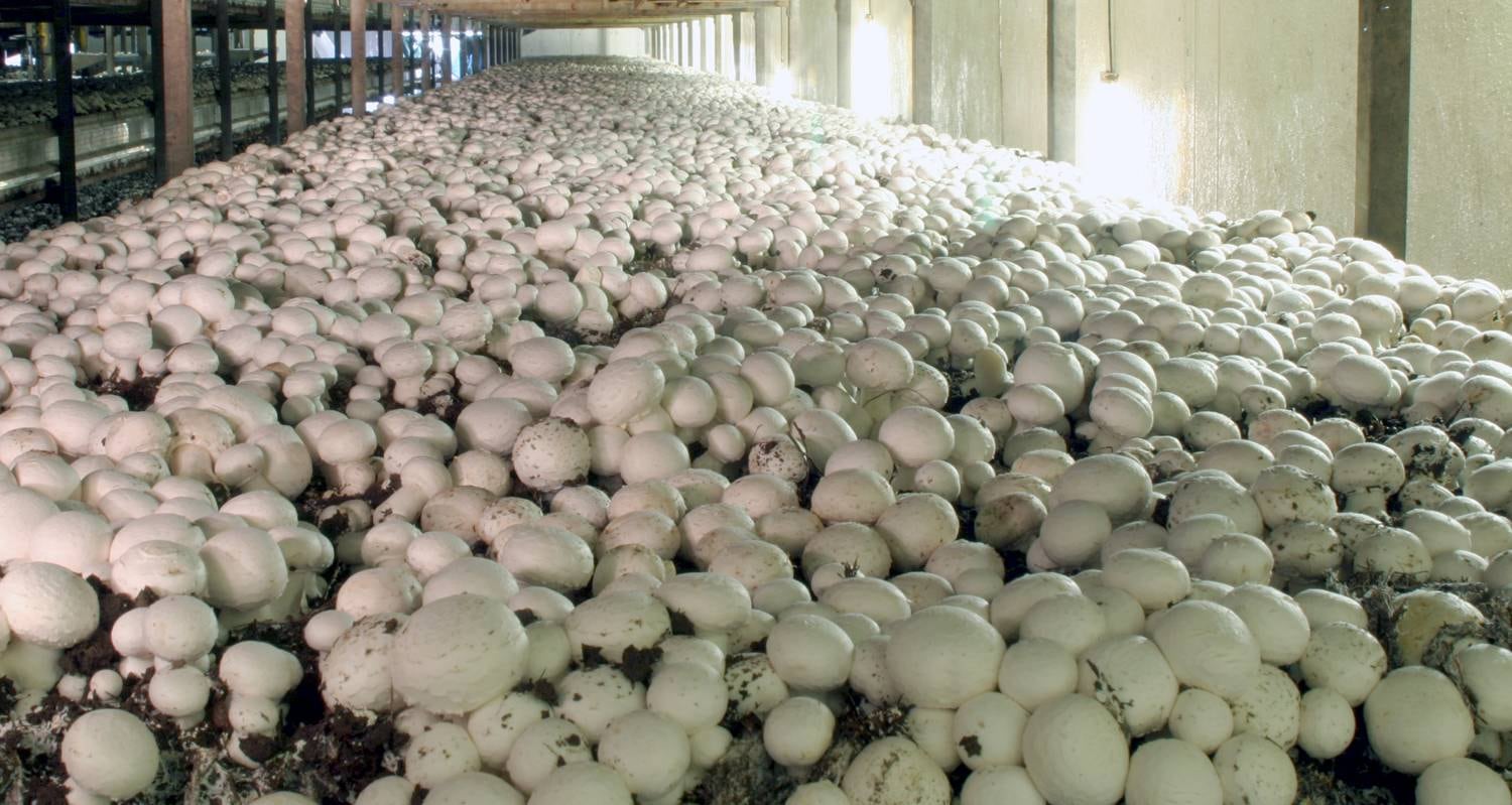 Setas de Cuivá completa 30 años de producción de champiñones en Colombia.
