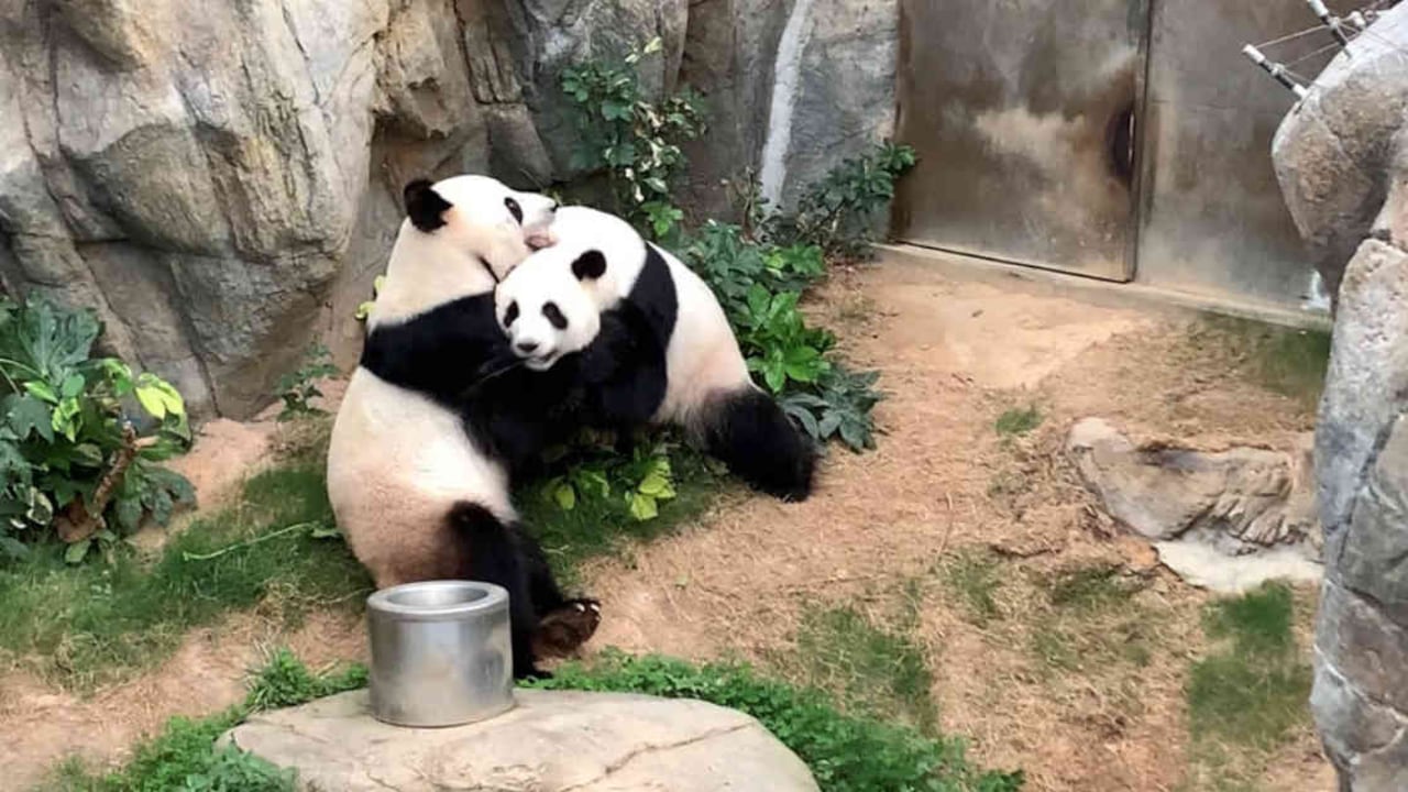 Ying Ying y Le Le fueron captados abrazados y jugando en el zoológico del Ocean Park en Hong Kong. Foto: Ocean Park