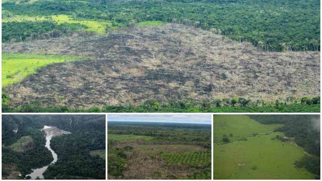 Así desaparecen más de 10 hectáreas de bosque amazónico cada hora. Foto: Archivo particular.