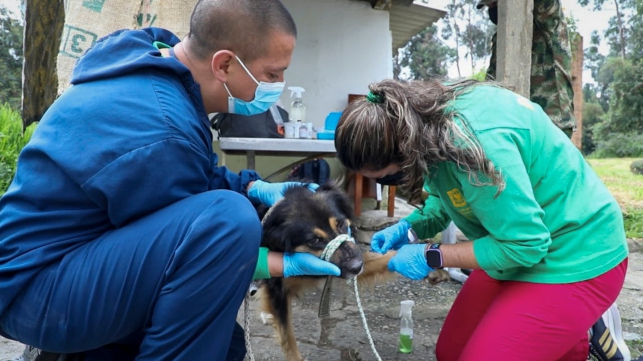 La entidad evalúa la posibilidad de implementar a mediado plazo la atención de animales de calle o en vulnerabilidad que sufran TVT canino.