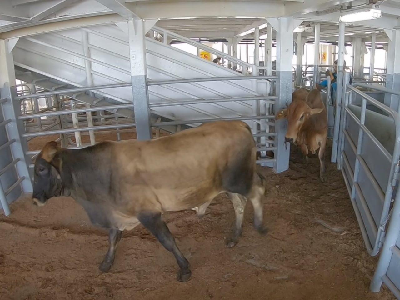 Fedegán se despacha contra la propuesta de prohibir la exportación de ganado en pie - Semana