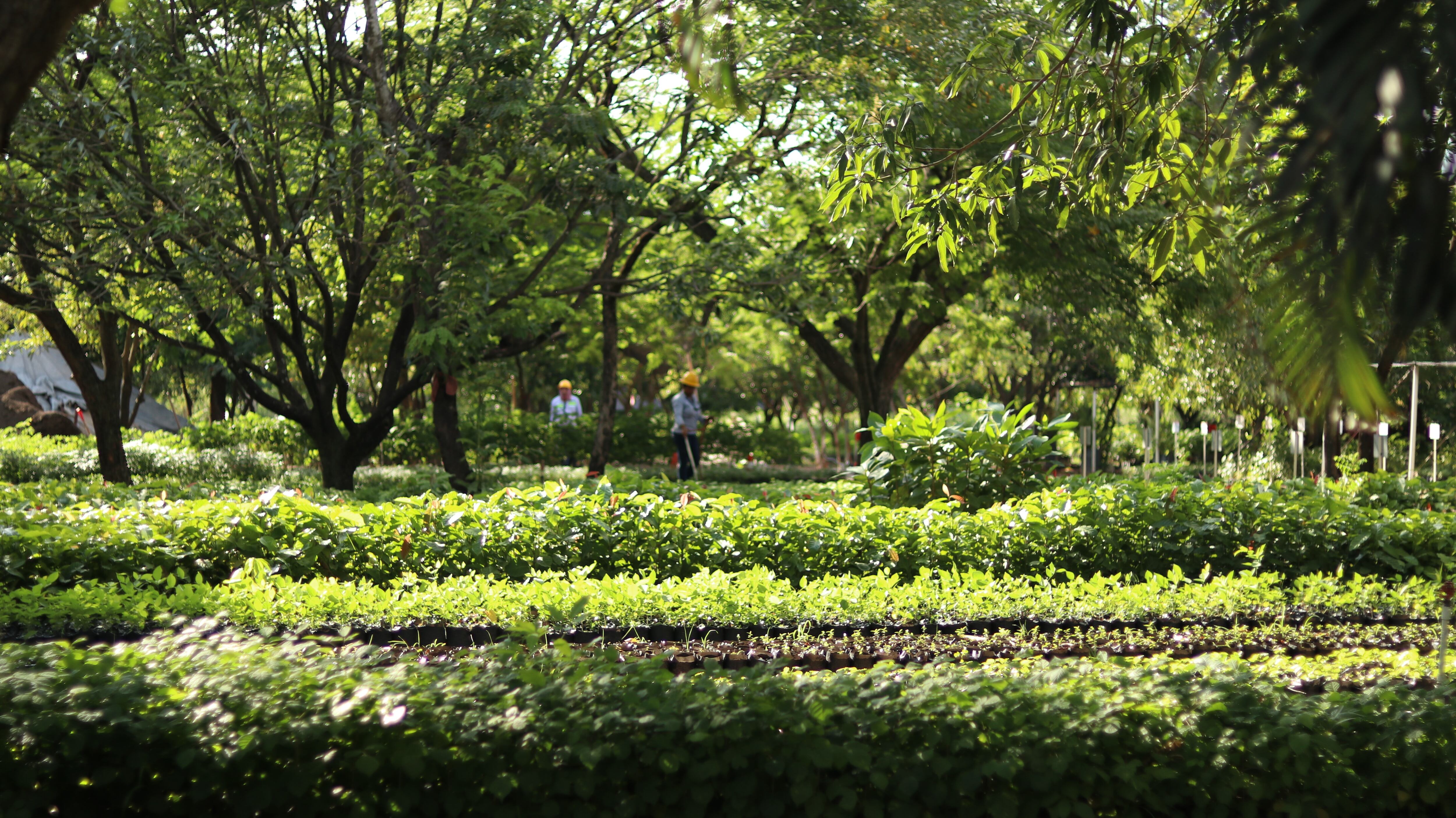 Drummond especial mineria