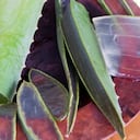 La sábila tiene propiedades que rejuvenecen la piel.