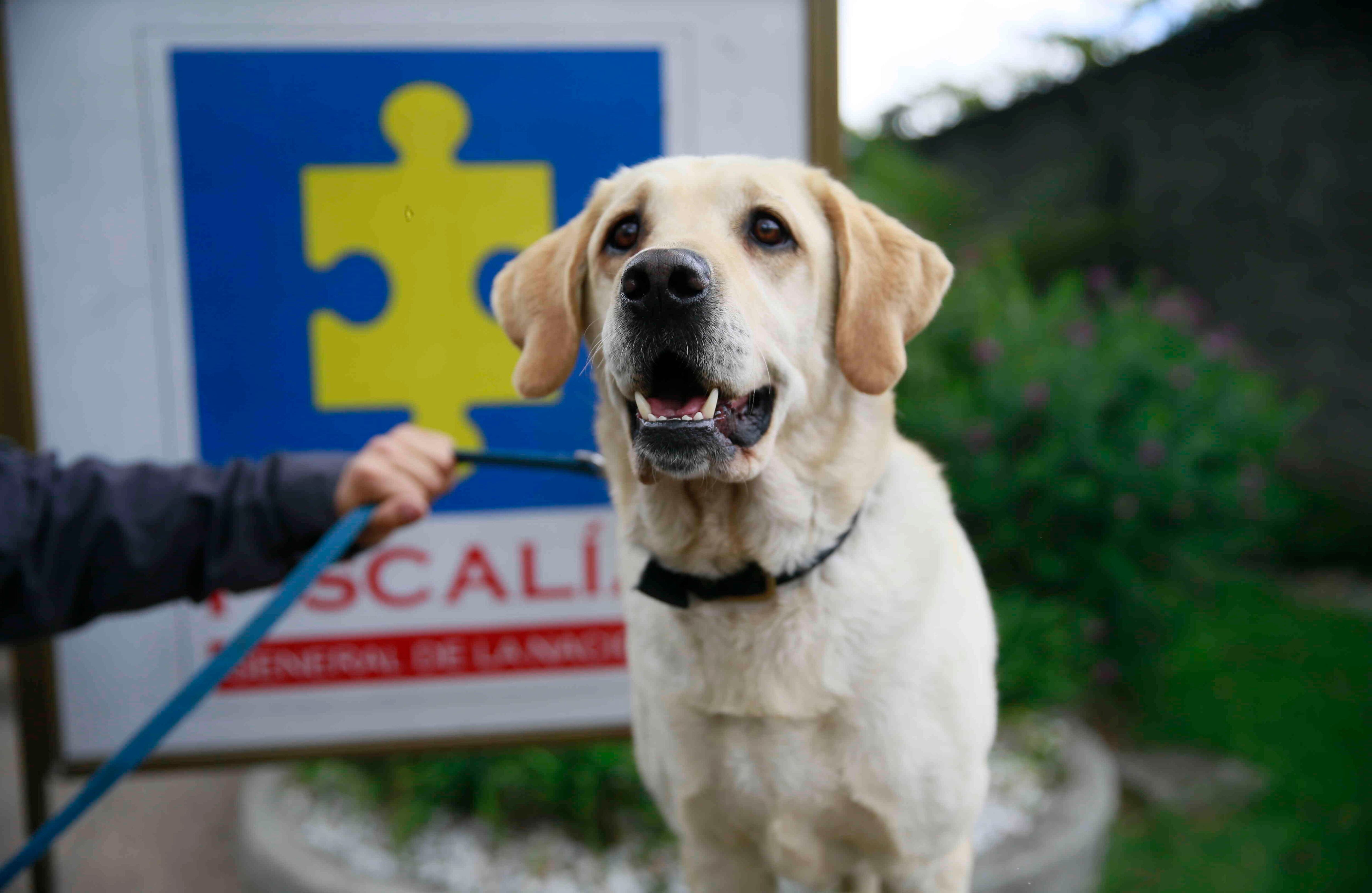 Se trata de héroes antiexplosivos, antinarcóticos y rescatistas.