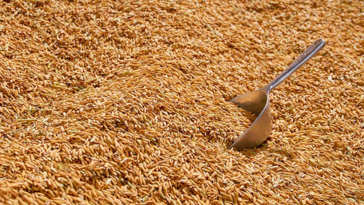 Cientos de familias han cambiado la siembra de coca por los cultivos de arroz en Norte de Santander.