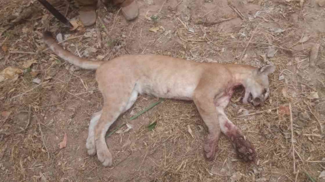 Matan a tiros a un puma juvenil en Montería. Foto: redes sociales.