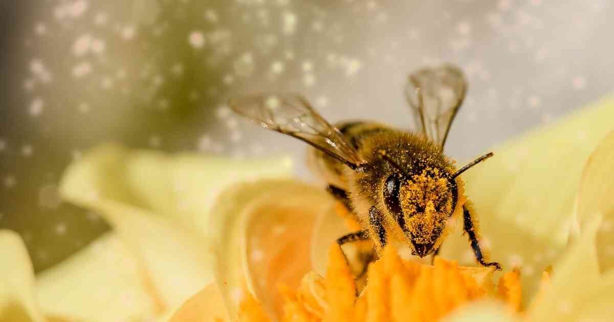 Las abejas son clave para la seguridad alimentaria de los humanos. Foto: Pixabay 