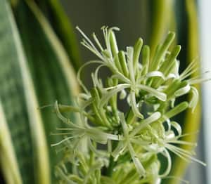 El florecimiento de una planta de lengua de suegra tiene un significado especial.