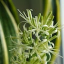 El florecimiento de una planta de lengua de suegra tiene un significado especial.