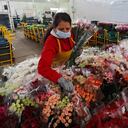 Producción y comercialización de flores en Tocancipá Ayurá S.A.S.
Feb 3 del 2021
Foto Guillermo Torres Reina / Semana