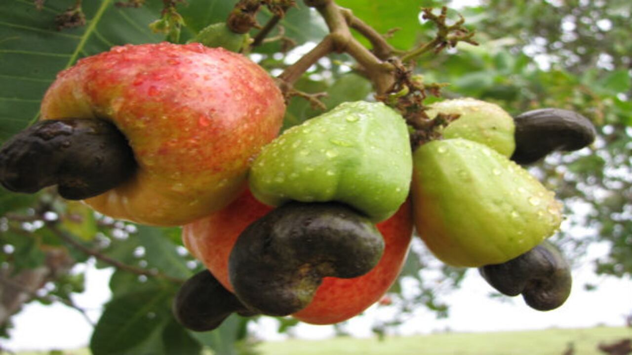 Las verduras y frutas no deben ser hervidas, pues en ese proceso se pierden muchas propiedades.