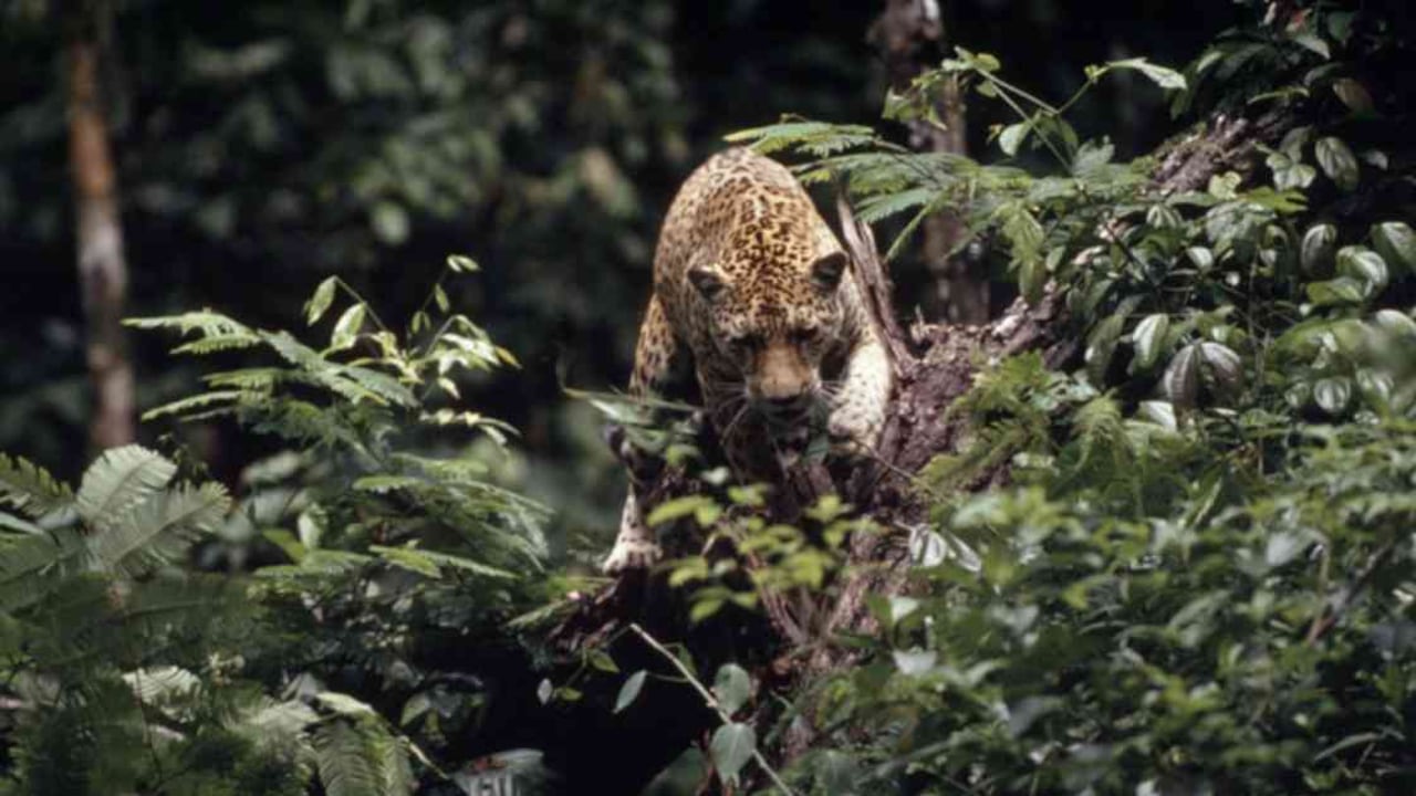 El jaguar es el felino más grande de Latinoamérica. Foto: WWF