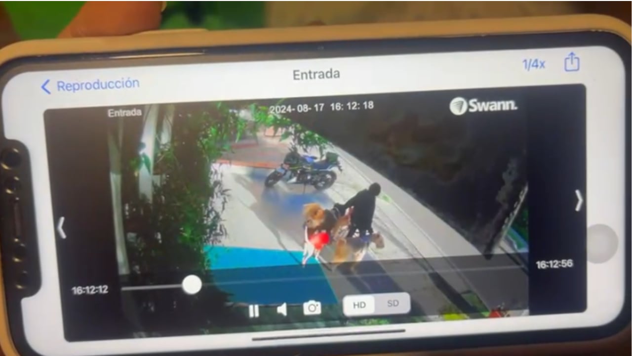 Reportan perro desaparecido en Bogotá. Responde al nombre de Homero y padece dura condición de salud en su piel.