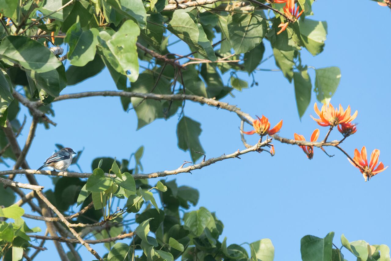 Avistamiento de aves