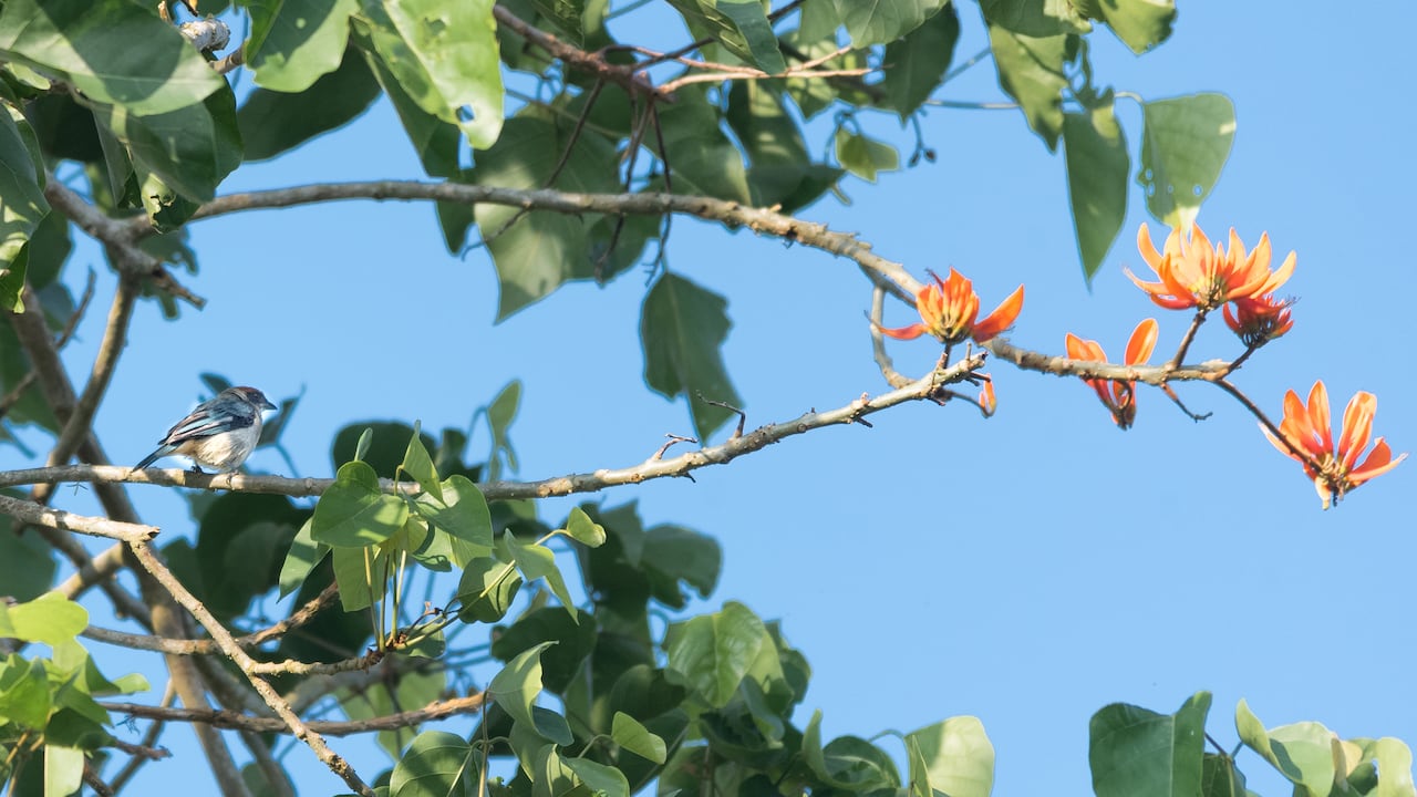 Avistamiento de aves