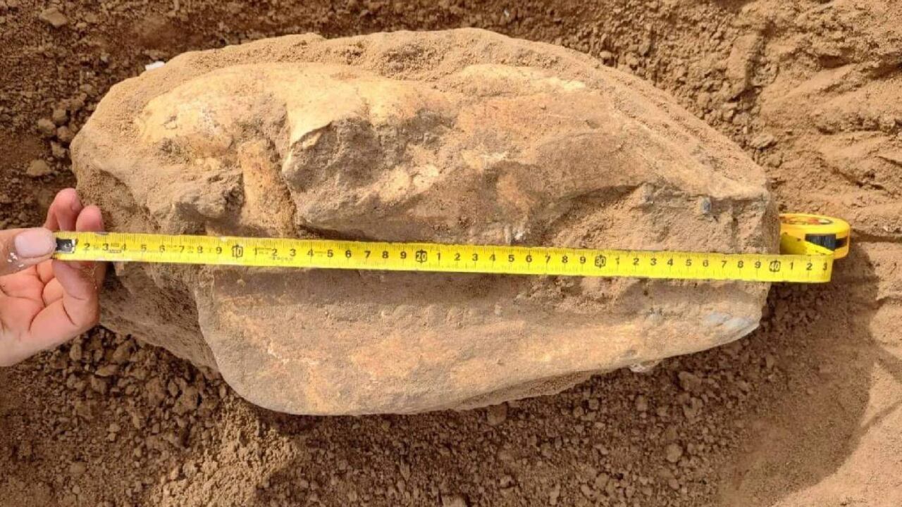 El fósil hallado corresponde a una paleollama, especie de la familia de las llamas que está extinta hace 12.000 años.