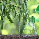 Los fertilizantes mantiene a las plantas sanas.