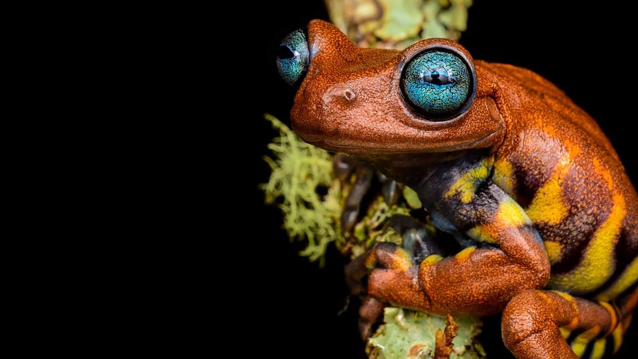 Rana chocolate antioqueña (Hyloscirtus Antioquia). Tomada en Santa Rosa de Osos.