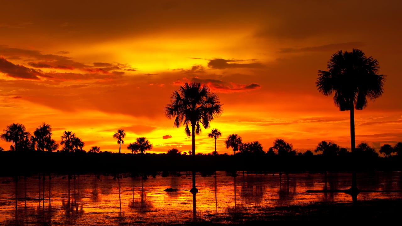 Llanos orientales. Humedales, selvas húmedas y sabanas son los ecosistemas predominantes de esta región del país. Se estima que sus ríos son el hábitat de más de 250 especies de peces. También habita en las llanuras el chigüiro, el roedor más grande del mundo; y existen una gran variedad de serpientes, entre las que se encuentran la anaconda guío, la cuatro narices y la boa constrictor. Foto: Jorge GarcÍa /VW Pics/ Universal Images Group via Getty Images