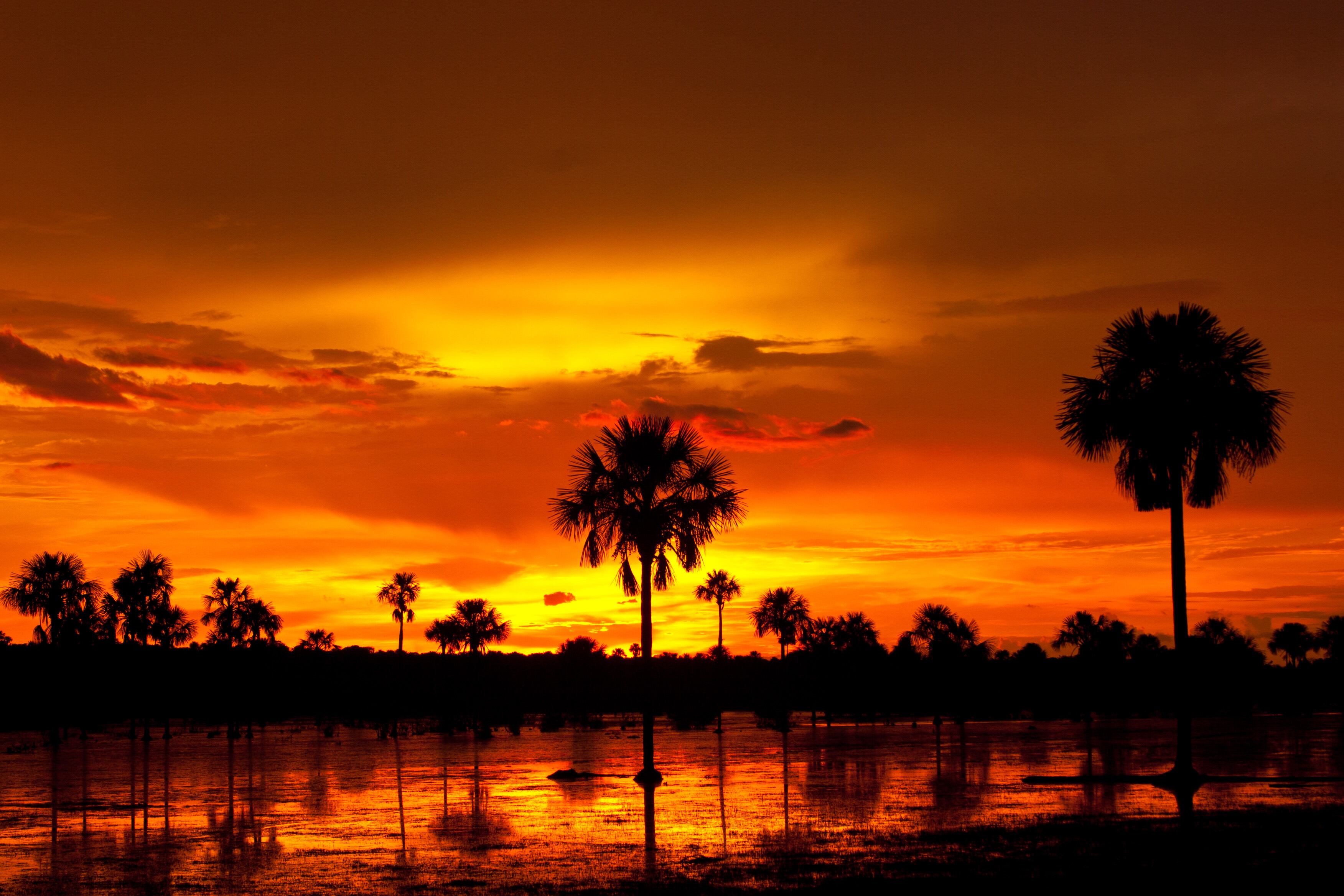 Llanos orientales. Humedales, selvas húmedas y sabanas son los ecosistemas predominantes de esta región del país. Se estima que sus ríos son el hábitat de más de 250 especies de peces. También habita en las llanuras el chigüiro, el roedor más grande del mundo; y existen una gran variedad de serpientes, entre las que se encuentran la anaconda guío, la cuatro narices y la boa constrictor. Foto: Jorge GarcÍa /VW Pics/ Universal Images Group via Getty Images