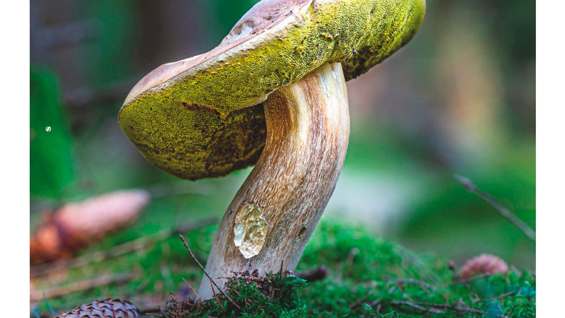 Regeneración, la clave para recuperar el planeta