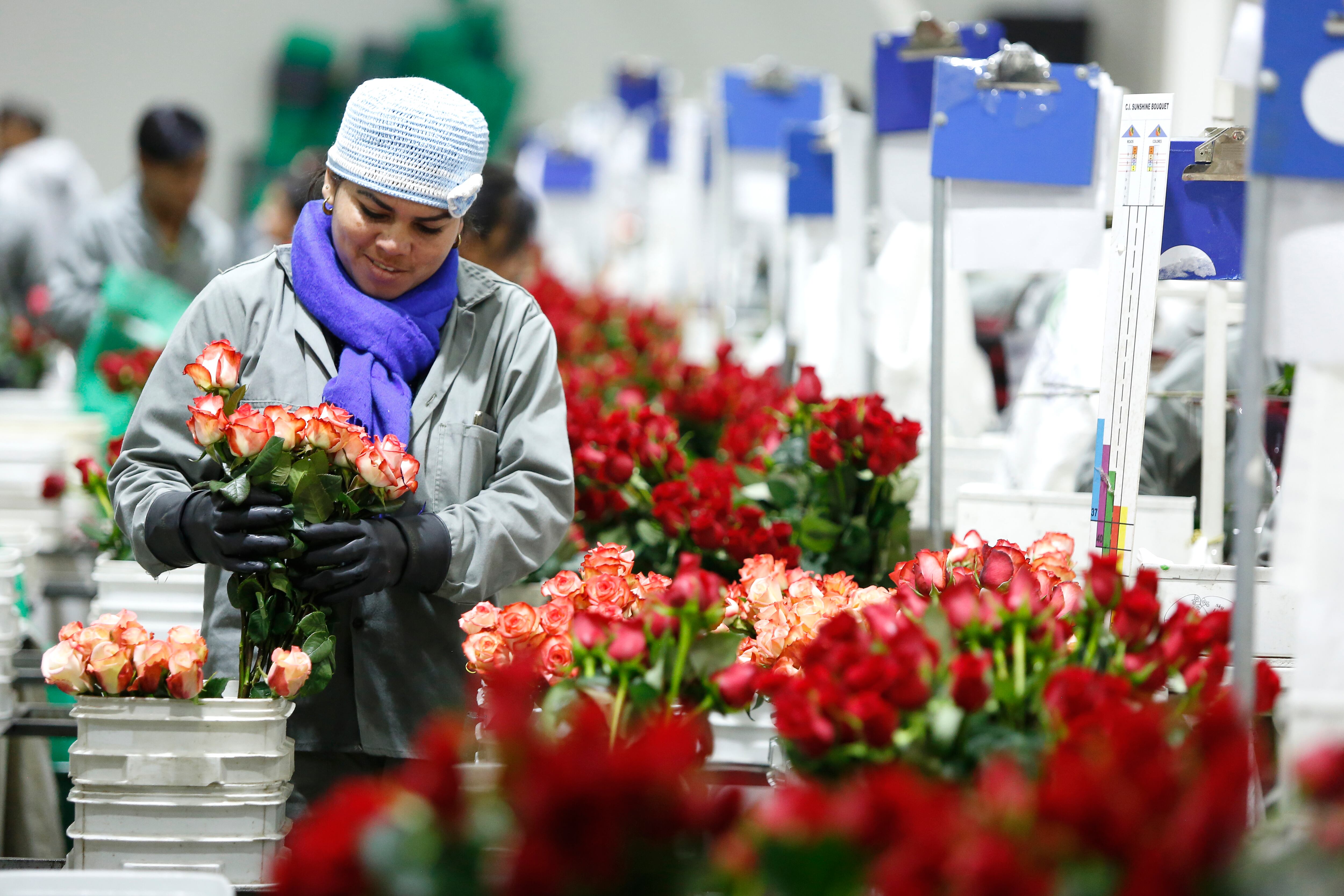 Durante el año pasado, 1.954 empresas, principalmente mipymes, hicieron exportaciones por más de 5.500 millones de dólares.