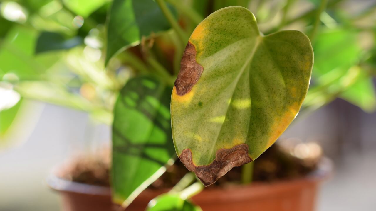 Las hojas secas de las plantas son un indicativo de estrés vegetal.