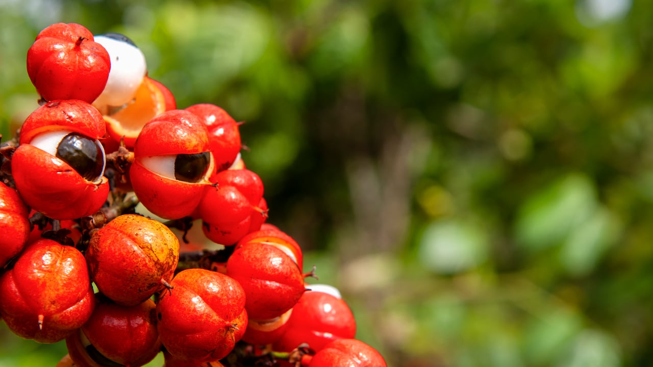 El guaraná para combatir problemas del corazón y la irritación estomacal.