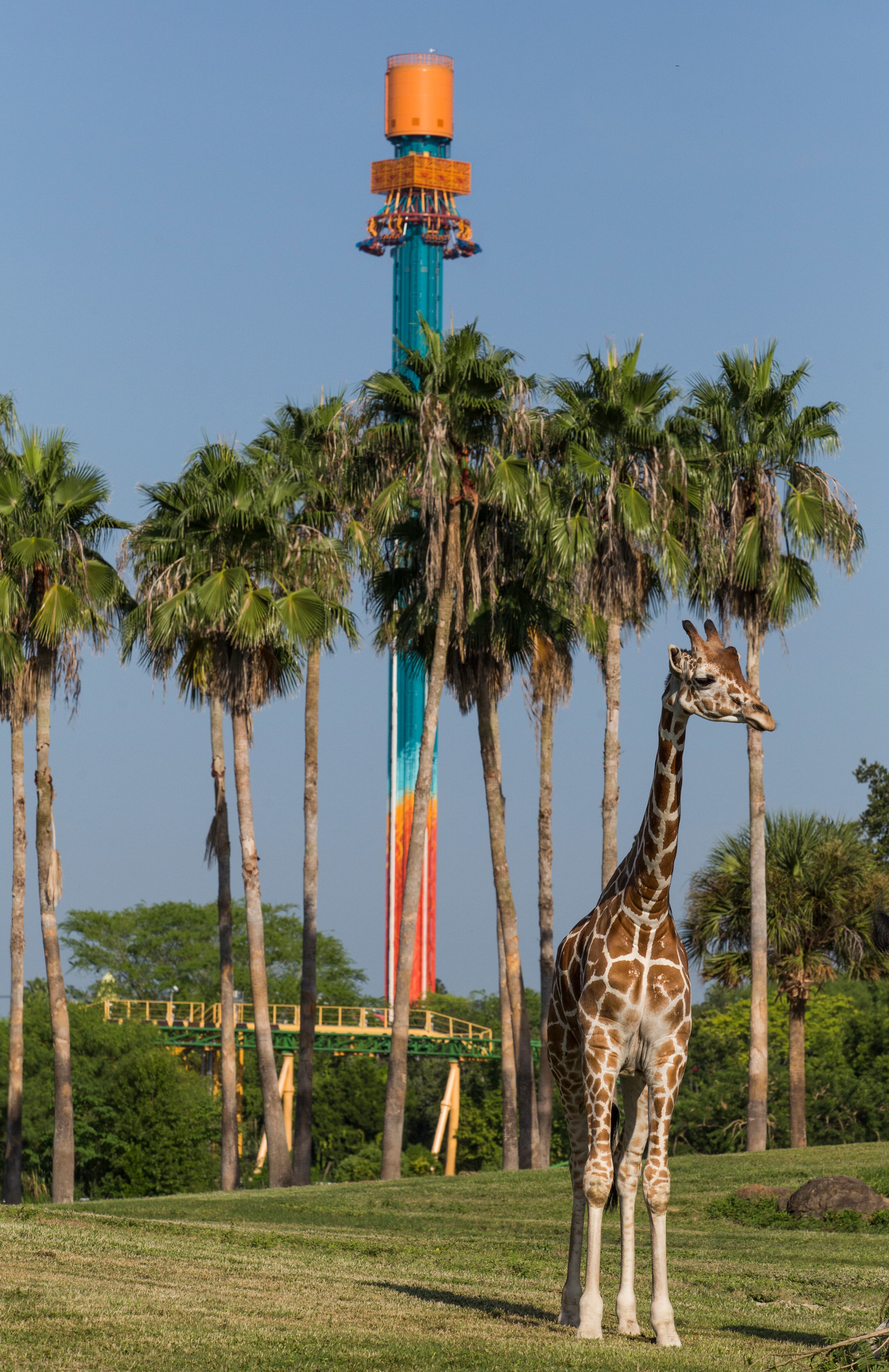Falcon's Fury, atracción extrema en Busch Gardens Tampa Bay, de United Parks and Resorts (Florida, Estados Unidos).