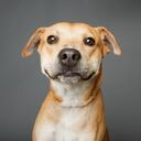 El pepino en la dieta de los perros