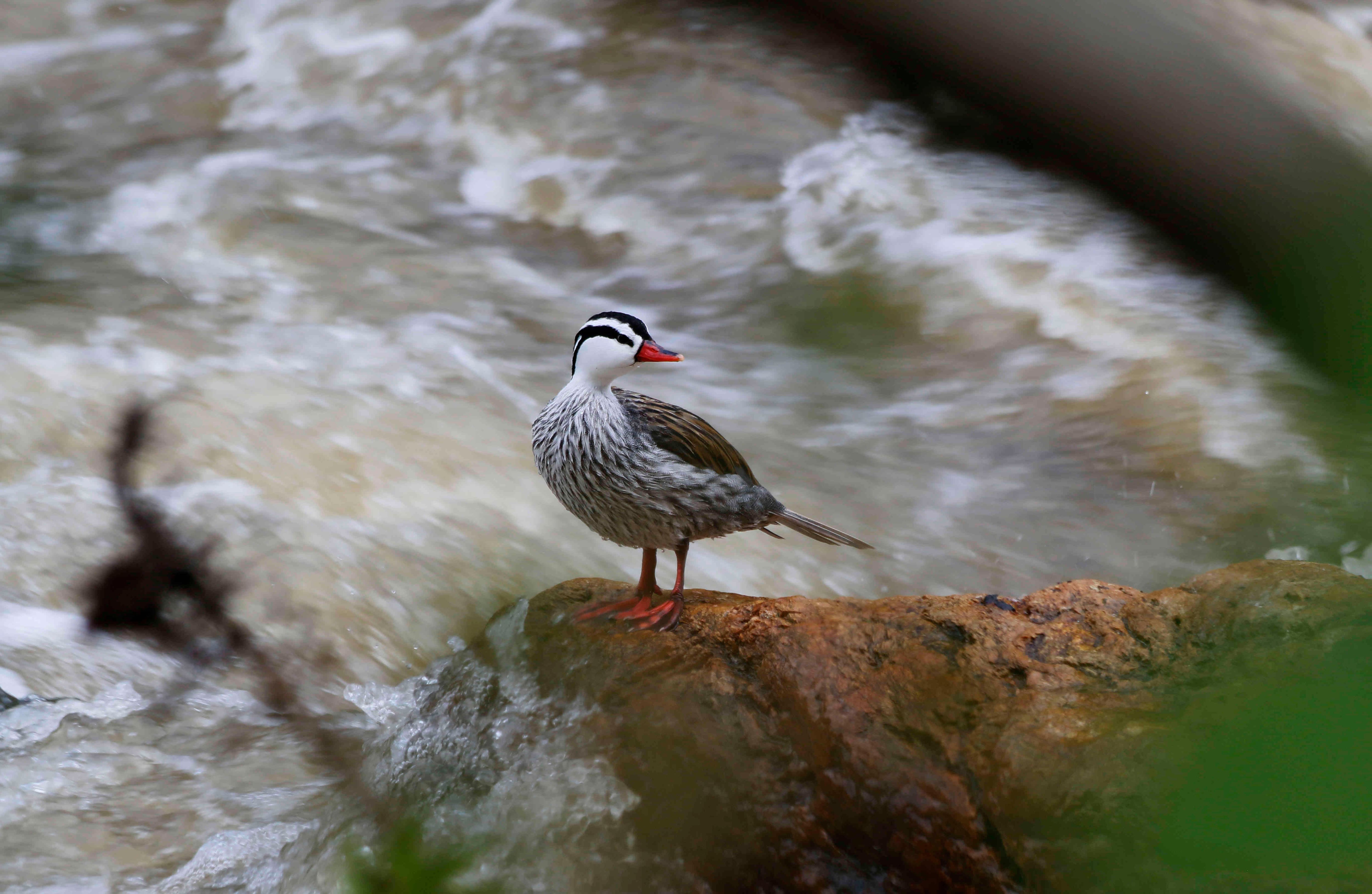Como gran propósito el parque busca garantizar la sostenibilidad de la cuenca hídrica del río Amaime. Foto: Ingenio Providencia 