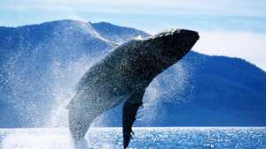 Esto es lo que pasa con una ballena cuando comienza el proceso de descomposición (imagen de referencia).