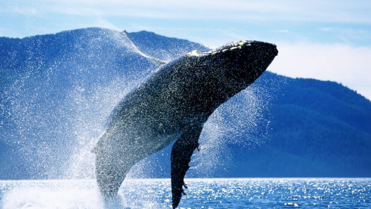 Esto es lo que pasa con una ballena cuando comienza el proceso de descomposición (imagen de referencia).