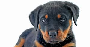 Muchas de las patologías que afectan a los perros maduros son hormona-dependientes, esto significa que pueden prevenirse con la extracción de los testículos y ovarios.