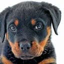 Muchas de las patologías que afectan a los perros maduros son hormona-dependientes, esto significa que pueden prevenirse con la extracción de los testículos y ovarios.