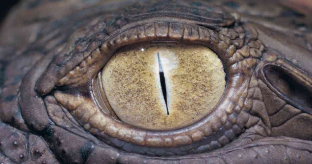 El animal que intentaron hurtar está avaluado en 1300 dólares, cerca de 6 millones de pesos. 
