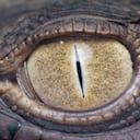 De acuerdo con los científicos, un patrón de evolución de "inicio y parada", gobernado por el cambio ambiental, podría ser la respuesta. Foto: Getty.