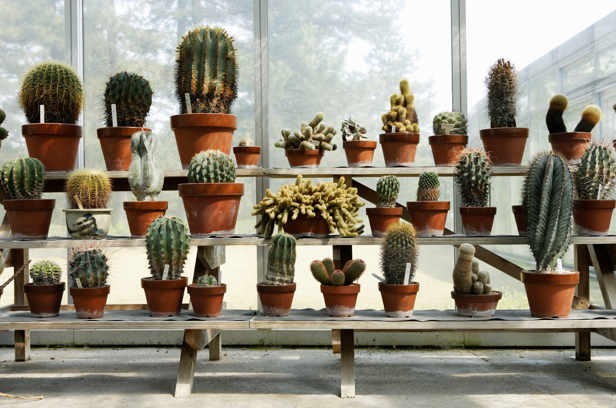 Guiando la energía con cactus: Se explora cómo el Feng Shui sugiere su colocación para atraer tranquilidad interna.