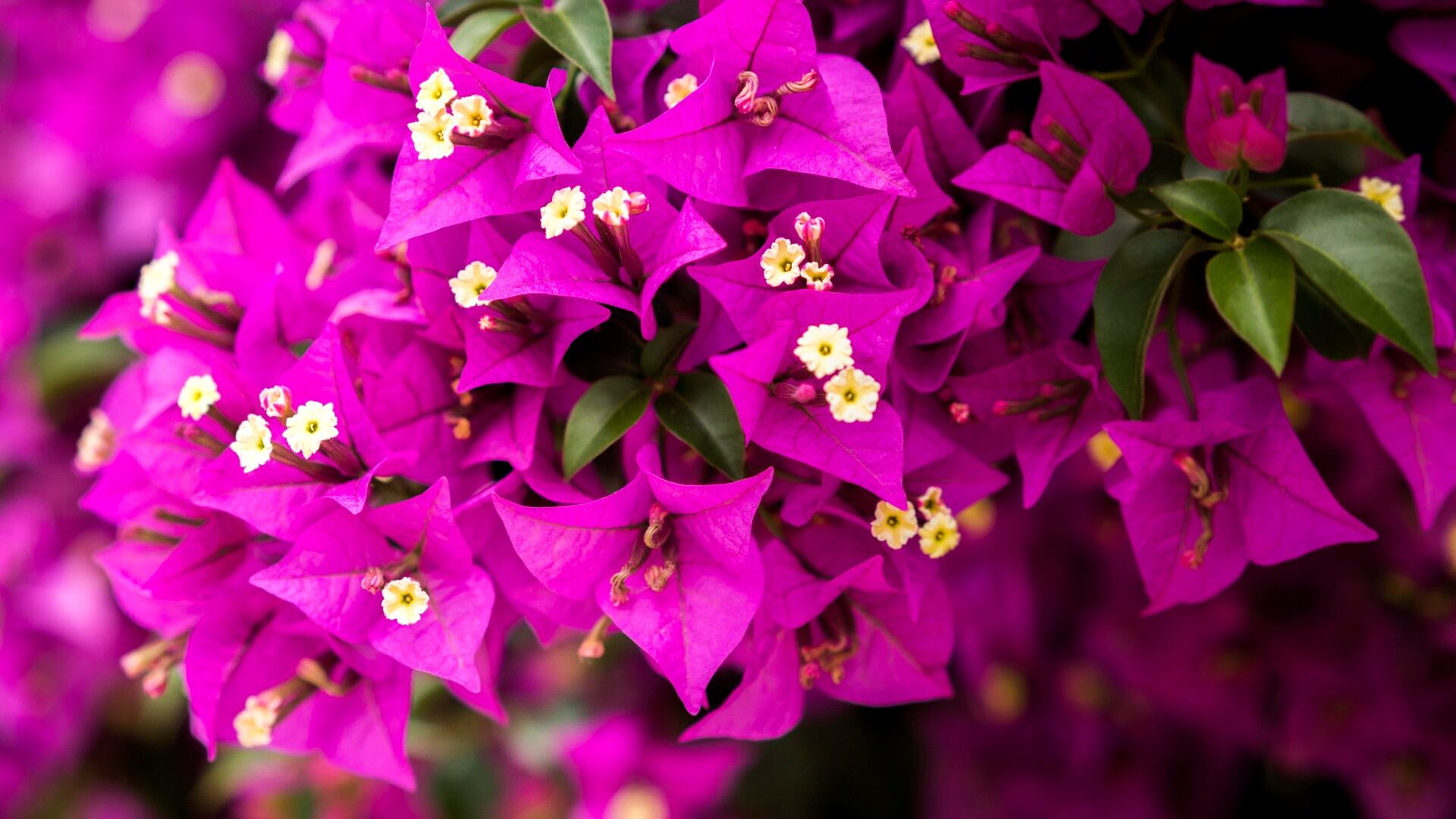 La bugambilia es usada en rituales para atraer la prosperidad y la abundancia.