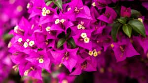 La bugambilia es usada en rituales para atraer la prosperidad y la abundancia.