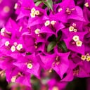 La bugambilia es usada en rituales para atraer la prosperidad y la abundancia.